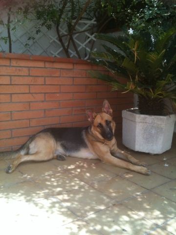 Mi Maya disfrutando de su rincón favorito de la terraza al poco de cumplir su primer añito, tan graciosa como siempre posando para la cámara.